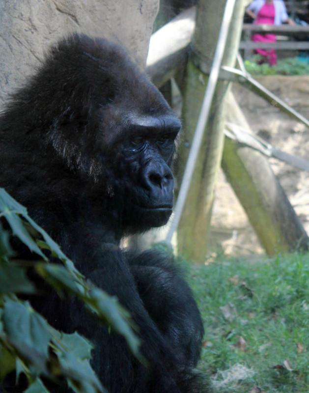 gorilla