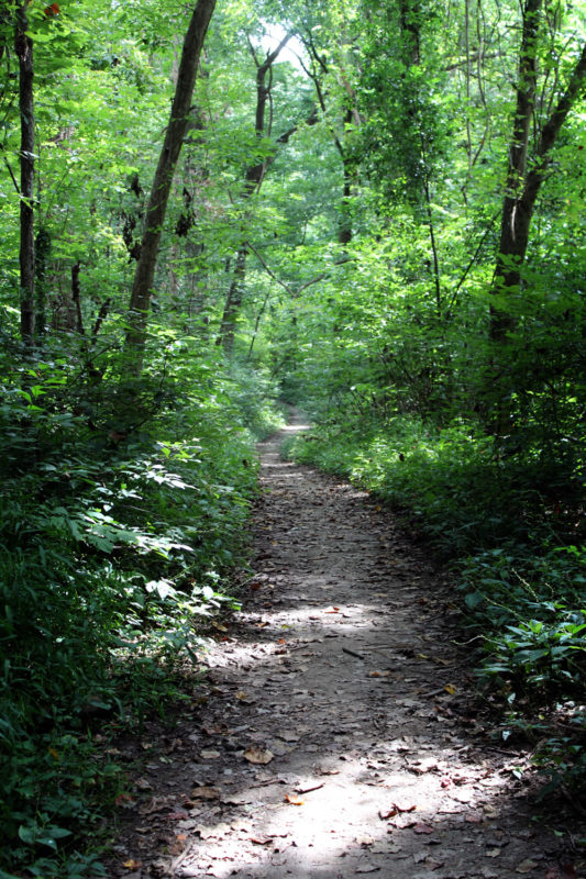 Overton old growth forest